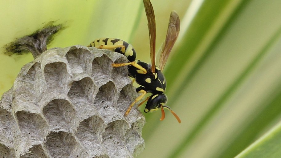 paper wasp